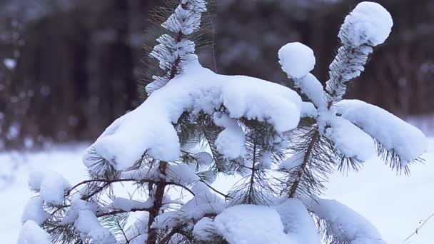 Malý smrk backfilled s bílý sníh skvělé zimní les — Stock video