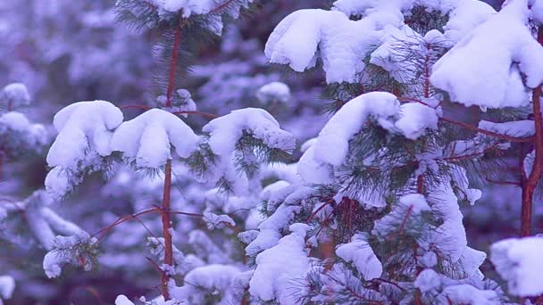 Kleine Fichten mit weißem Schnee, der im Wind schwankt, ein märchenhafter Winterwald in der Nacht — Stockvideo