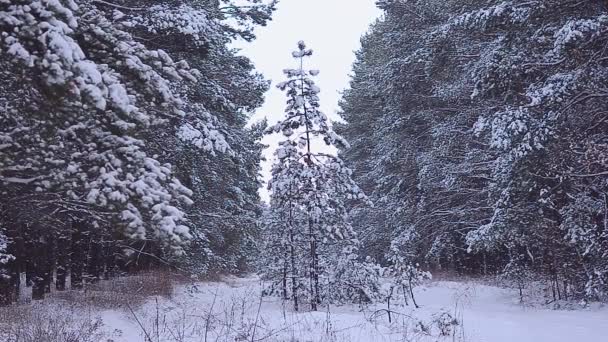 Piękny pokryte śniegiem lasu świerkowego, w zimie — Wideo stockowe