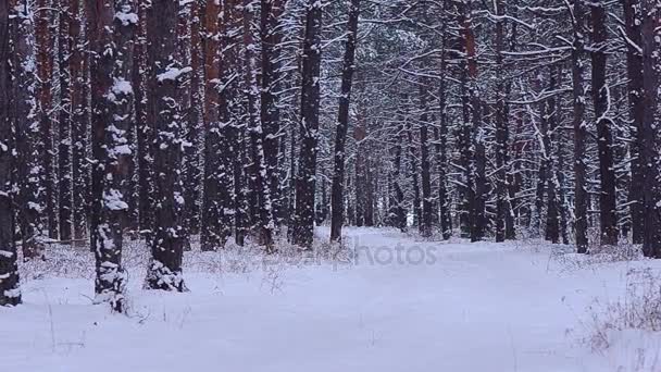 Дорога в зимнем лесу покрыта снегом, деревья покрыты белым снегом — стоковое видео