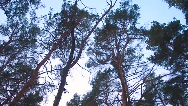 Sosna szczyty kołysać wiatr przed niebo, Zima Las sosnowy — Wideo stockowe