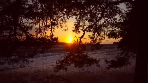 Πύρινο ηλιοβασίλεμα στο δάσος του χειμώνα, ήλιος φωτίζει κλαδιά από έλατο, ένα πανέμορφο τοπίο το χειμώνα, χιόνι που καλύπτει το πεδίο — Αρχείο Βίντεο