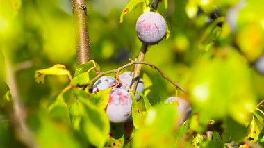 Mavi olgun erik ağacı yeşil yaprakları, güneş, doğal gıdalar, tarım Bahçe üzerinde