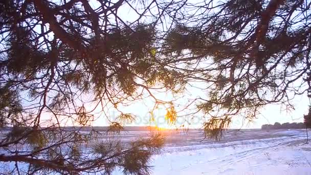 Campo de invierno al atardecer, ramas de pino al sol, nieve brillan al sol — Vídeos de Stock