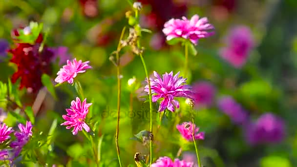 Blommor röd, lila, vajande i vinden — Stockvideo