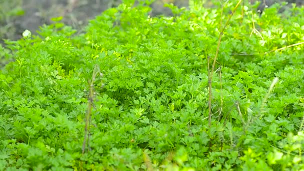 Fresh parsley growing on the ground in the garden — Stock Video