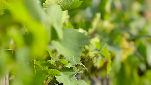 Raisins verts balancent dans le vent — Video