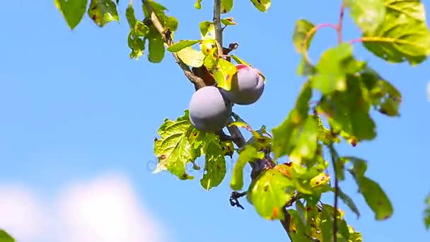 Ciruela en una rama con hojas verdes , — Vídeos de Stock