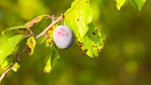 Ciruelas azules maduras en el árbol en hojas verdes, el sol, alimentos naturales, agricultura de jardinería — Vídeo de stock