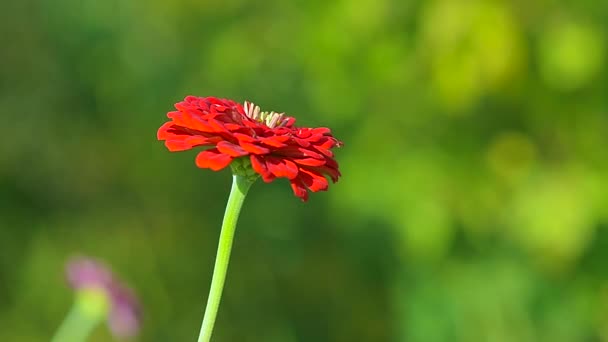 Röd blomma gungar i vinden, i sommarträdgården — Stockvideo