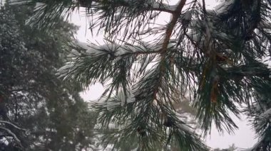 Düşen kar bir arka plan üzerinde Rüzgar kış çam ormanı çam dalı sways.