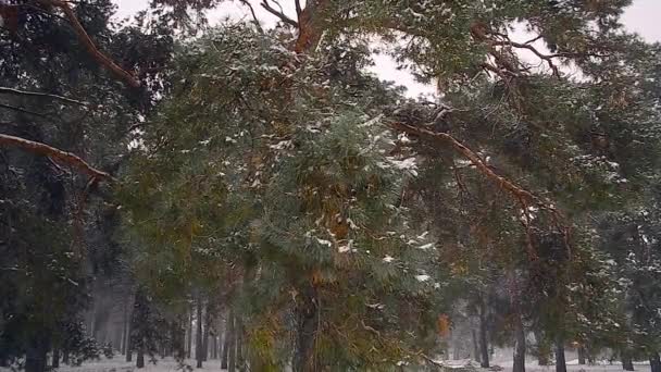 Winterwald, Schnee fällt auf die Tannenzweige, der Wind schüttelt die Bäume im Wald. — Stockvideo