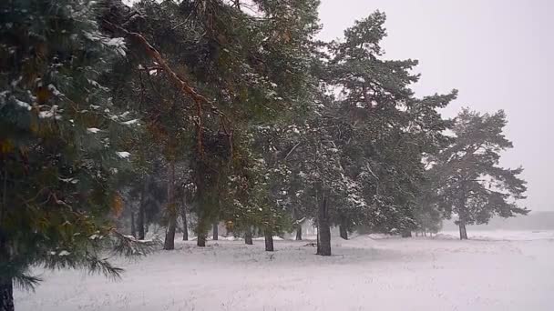 Tempesta di neve nella foresta di conifere foresta invernale coperta di pini delle nevi ondeggianti nella brezza — Video Stock