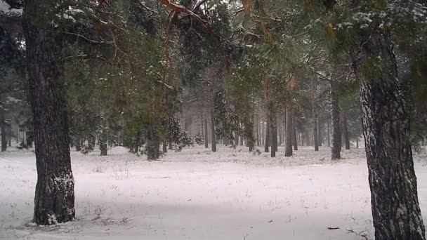 Bosque de invierno cubierto de pinos de nieve balanceándose en la brisa tormenta de nieve en el bosque de coníferas — Vídeos de Stock