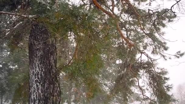 Сосновая ветка качается на ветру зимнее дерево покрытое снегом ветер сметает снег — стоковое видео
