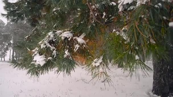 Snöfall i skogen, snön faller på grenen av Gran, sömnig snö vinter skog. — Stockvideo