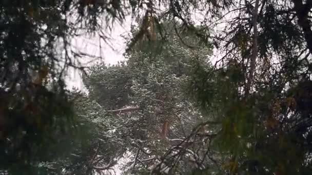 Pino cubierto de nieve, nieve voladora, el viento sacude las ramas de abeto . — Vídeo de stock