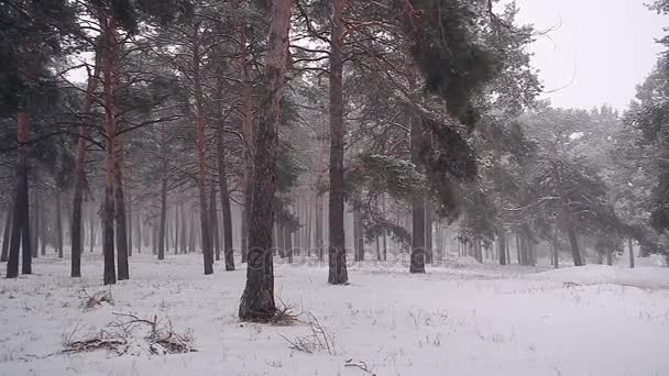美しい冬森雪の白滝風揺れる木クリスマス雪に覆われた森. — ストック動画