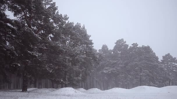 Pine trees in park covered with snow blizzard in winter park blizzard in pine park. — Stock Video