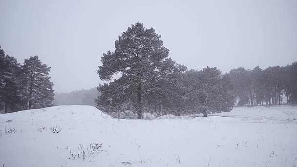 Красивая елка в снежном зимнем лесу, сосновый лес в снежную бурю — стоковое видео