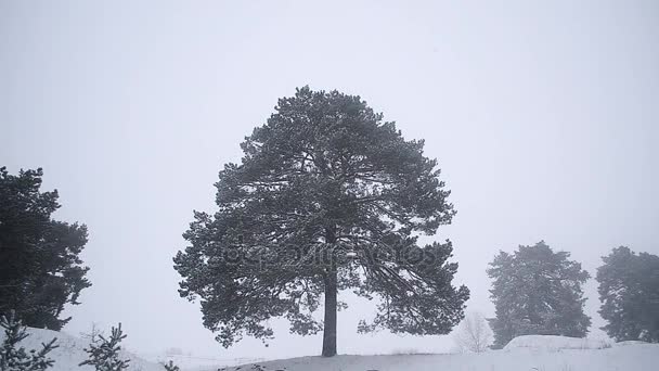 Sone hermosa Navidad en bosque fuerte tormenta de nieve en bosque árbol resguardado nieve — Vídeo de stock