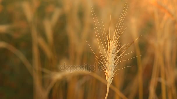 Espiga de trigo rendimiento de grano de campo de trigo . — Vídeo de stock