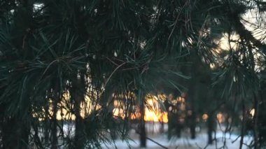 çam dalı yakın çekim Rüzgar sallar, ağaçların, arkasında güzel günbatımı çam ormanı kış