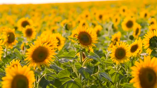 Gebied van prachtige gele zonnebloemen, zonnebloem bloemen wind schudt, — Stockvideo
