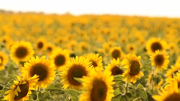 Wind schüttelt Sonnenblumen auf Feld an sonnigem Tag, Sonnenblumenernte, — Stockvideo