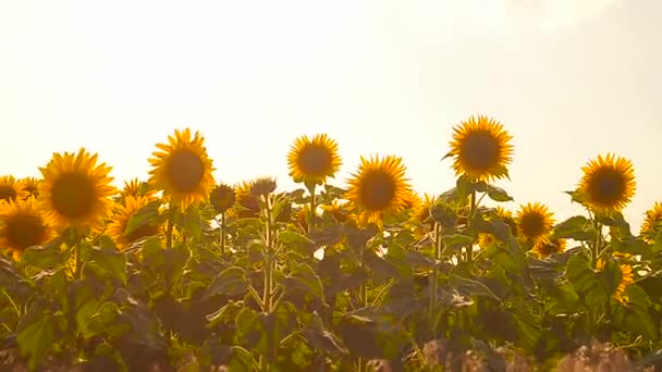 Golden field of sunflowers sunny day yellow flowers swaying in wind. — Stock Video