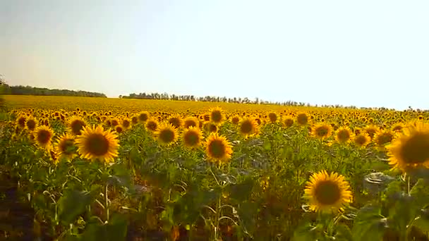 champ doré de tournesols jour ensoleillé tournesols jaunes balançant dans le vent ciel bleu sur le champ ,