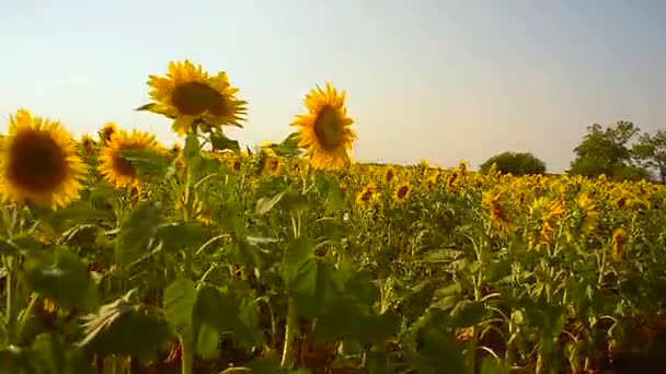 Campo dorado de girasoles día soleado girasoles amarillos balanceándose en el viento cielo azul sobre el campo , — Vídeos de Stock