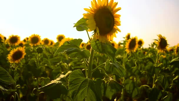 Yellow sunflowers swaying in the wind, a beautiful golden field of sunflowers. — Stock Video