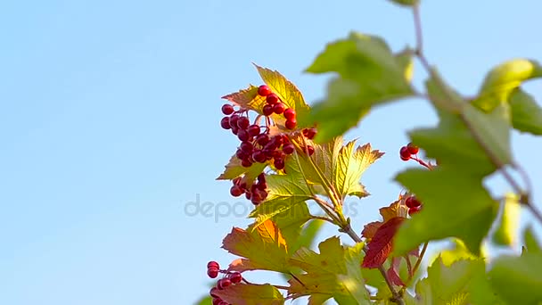 Viburnum rojo oscila sobre una rama de árbol — Vídeos de Stock