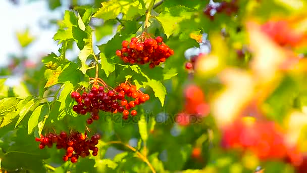 Viburno altalene rosse su un ramo d'albero — Video Stock