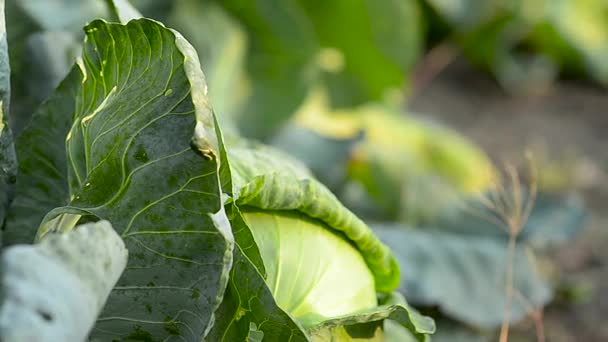 Зелена капуста в саду, натуральні продукти харчування, садівництво — стокове відео