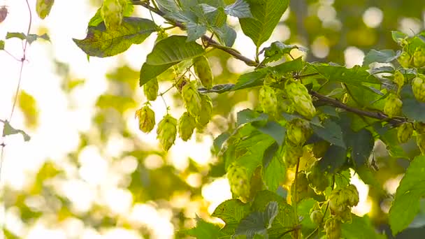 Fruit hops are hanging in green foliage to sway wind, — Stock Video