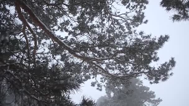Буря в сосновом лесу, красивая снежная зима, еловые ветви в снегу встряхивает сильный ветер, зимний пейзаж — стоковое видео
