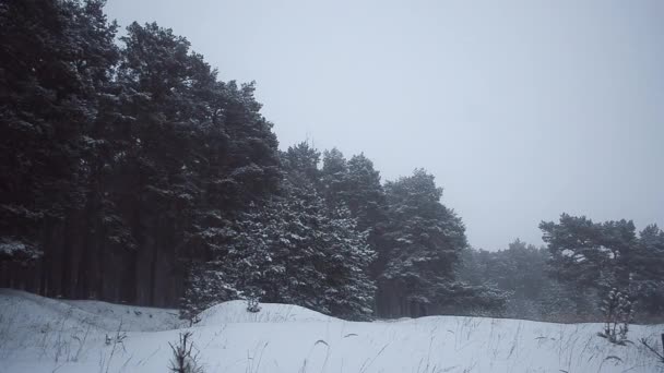 Pinos cubiertos de nieve, tormenta de nieve en el bosque de invierno, hermoso paisaje de invierno — Vídeos de Stock