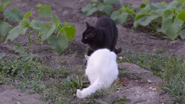 Schwarze und weiße Katzen fressen Futter im Garten, Park. — Stockvideo