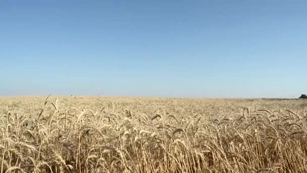 Campo amarillo de trigo maduro, trigo contra el cielo azul, espigas de trigo maduro, cosecha de grano, día de verano . — Vídeos de Stock