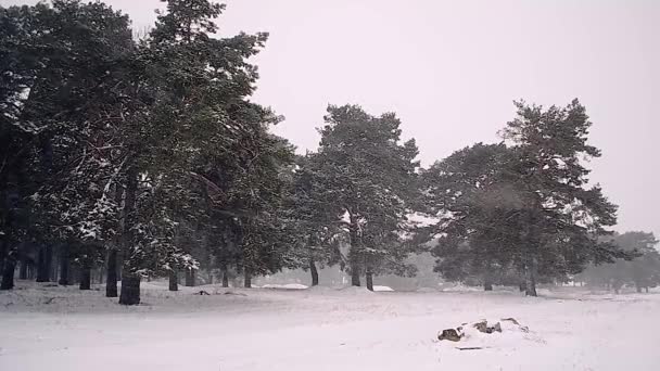 Nevicate nella foresta Neve nella foresta invernale che cade sugli alberi il vento . — Video Stock