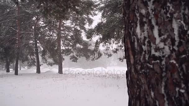 冬の森風の降雪は針葉樹の林で木ブリザードを振る — ストック動画