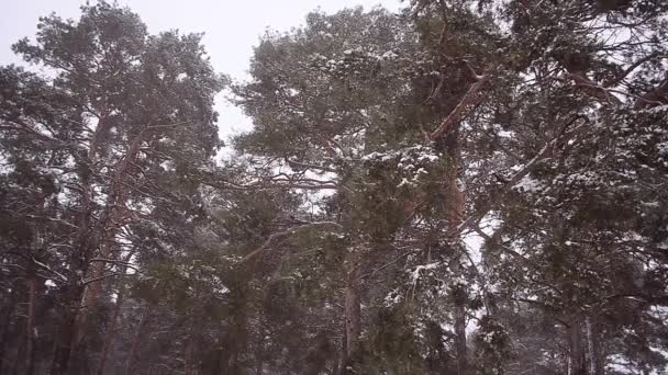 Bouře v borový les, krásné zasněžené zimní borovice, smrk pobočky v shakes sníh silný vítr, zimní krajina. — Stock video