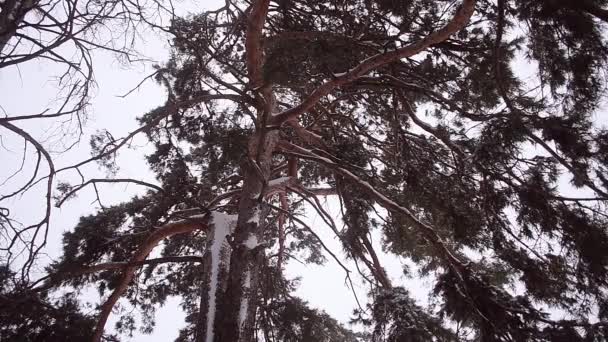 Prachtige besneeuwde grenen, dennen tak in sneeuw schudt sterke wind storm in het dennenbos, winterlandschap. — Stockvideo