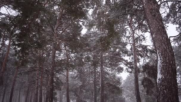 Pine trees in park covered with snow blizzard in winter park blizzard in pine park. — Stock Video