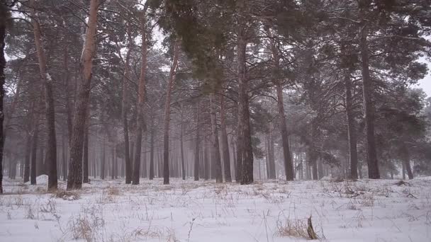 Fuertes nevadas en el parque paisaje invernal en el bosque nevado, nieve de viento volando bosque navideño . — Vídeos de Stock