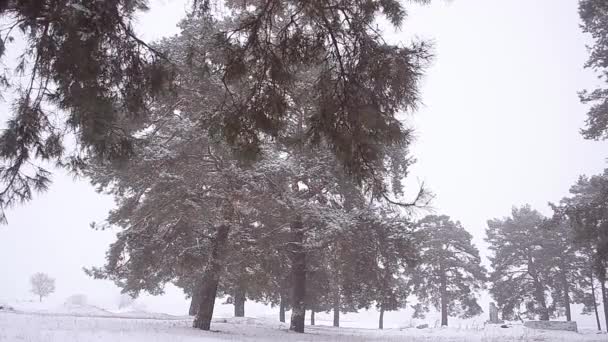 Blizzard in winter park pijnbomen in park bedekt met sneeuw blizzard in pine park. — Stockvideo