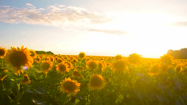 Квітуче жовте поле соняшників у сонячний день, вітер дме золотими квітами соняшника — стокове відео