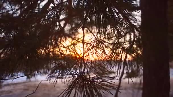 Winter forest, sneeuwvlokken schitteren in de zon zon schijnt op de takken van een conifeerachtige boom, close-up, sneeuw overdekte bos bij zonsondergang, — Stockvideo